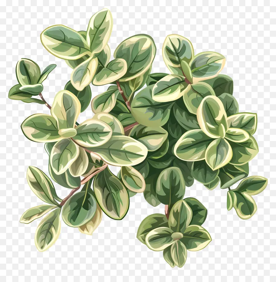 Planta De Jade Variegada，Planta Verde PNG