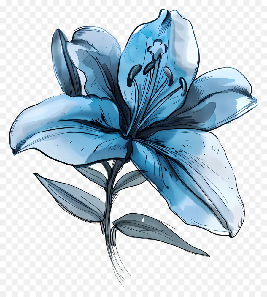 Lírio Azul，Flor De Desenho PNG