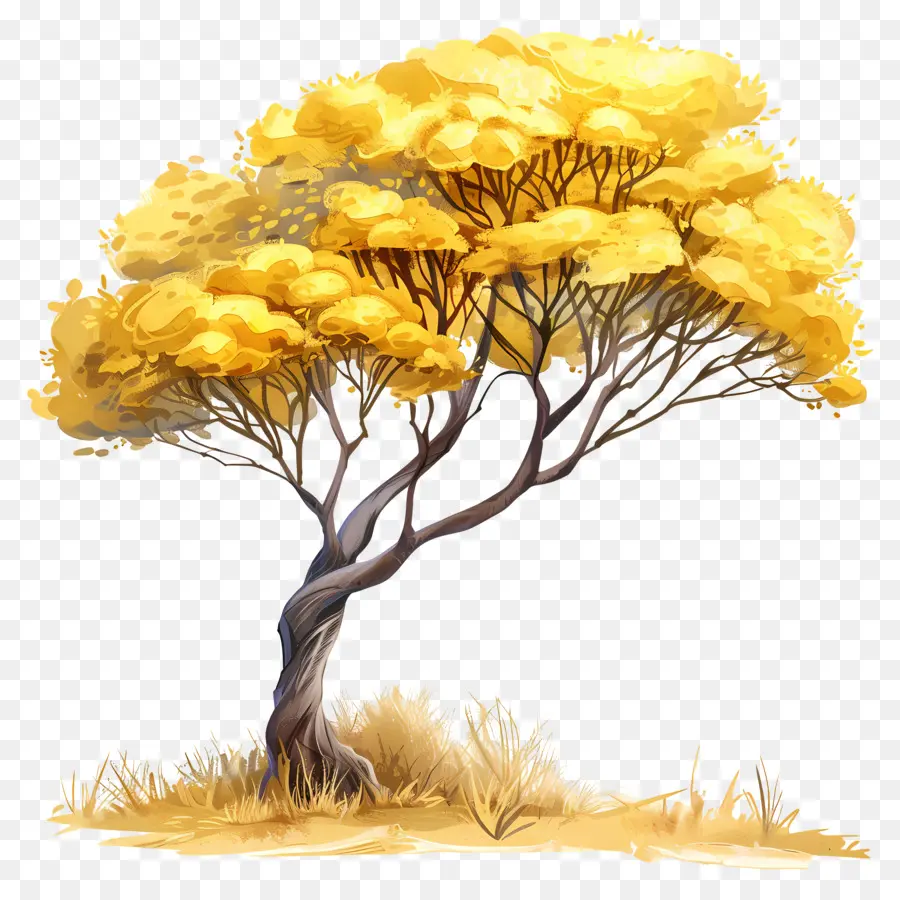 Acácia，Amarelo árvore PNG