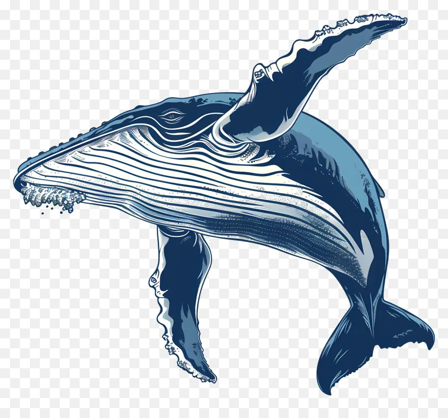 Baleia，Baleia Azul PNG