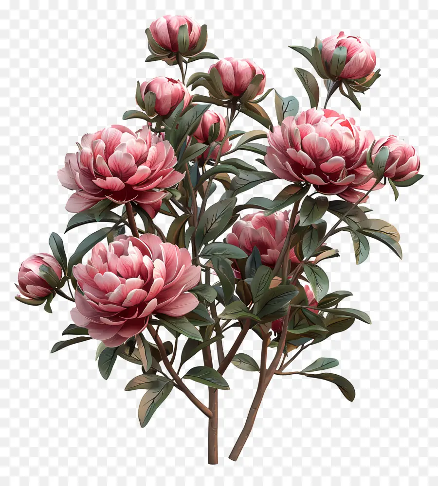 Peony Bush，Peônia Vermelha PNG