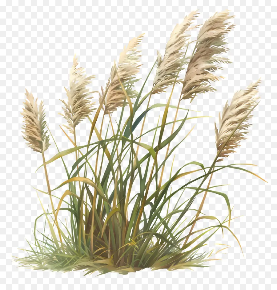 Miscanthus Sinensis，Palhetas PNG