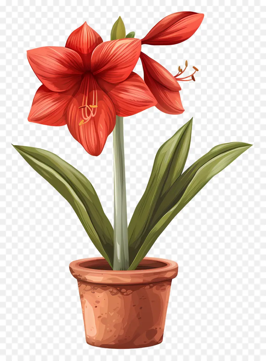Flor De Amaryllis Em Vasos，Vermelho Amaranto PNG