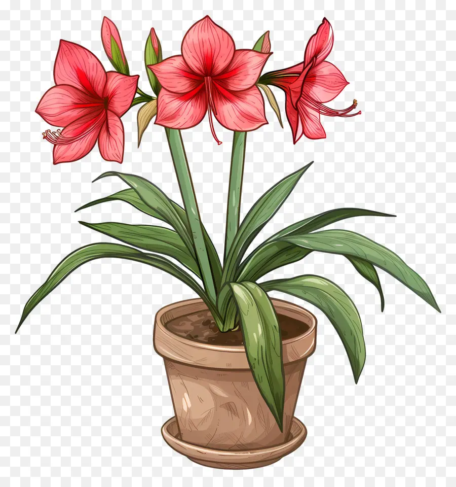 Amaryllis Flower Em Vasos，Planta De Amaranto PNG