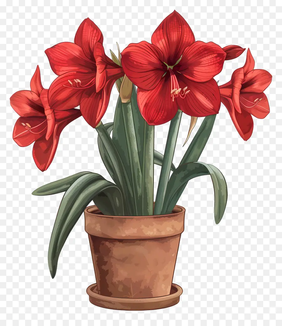 Flor De Amaryllis Em Vasos，Amarílis PNG