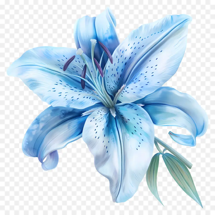 Lírio Azul，Flor Azul Do Lírio PNG
