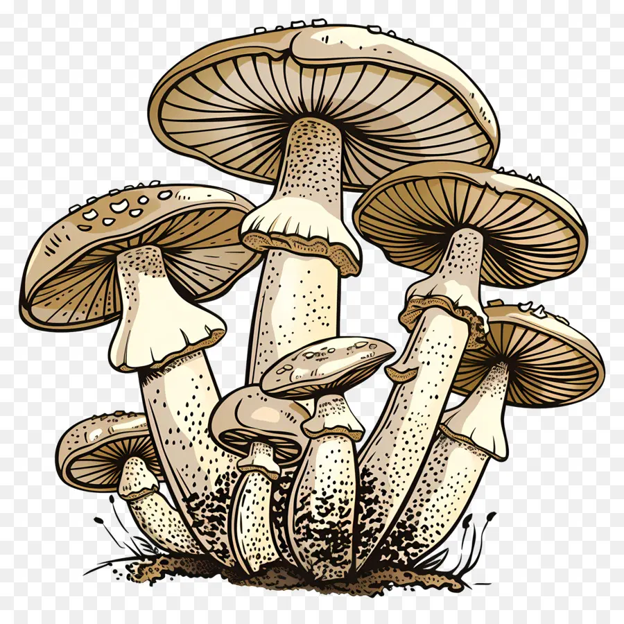 Botão De Cogumelos，Cogumelos PNG