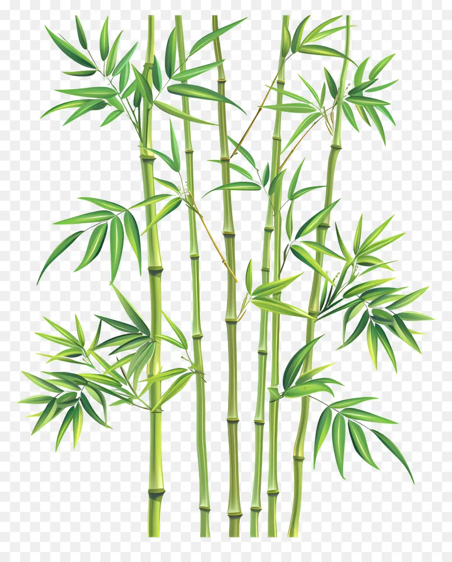Bambu，Planta De Bambu PNG