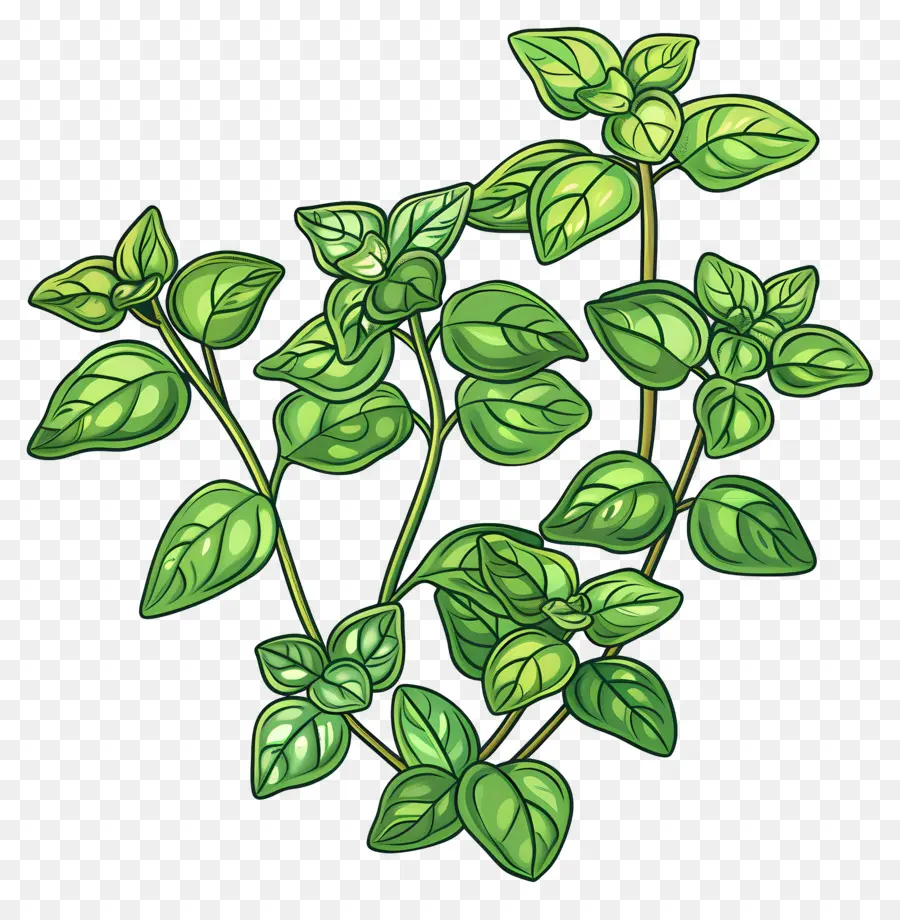 Orégano，Planta Verde Frondosa PNG