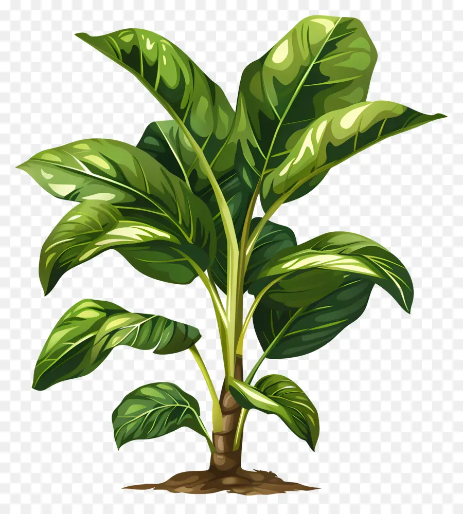 Planta，Planta Verde PNG