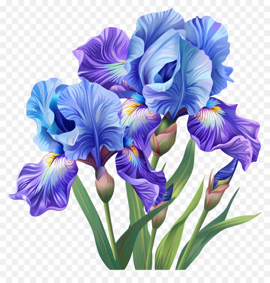 Iris，Flores Azuis Da íris PNG