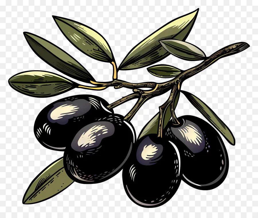Azeitonas Pretas，Olive Branch PNG