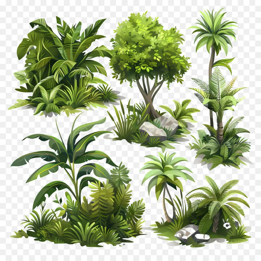 A Vegetação Natural，Plantas Tropicais PNG