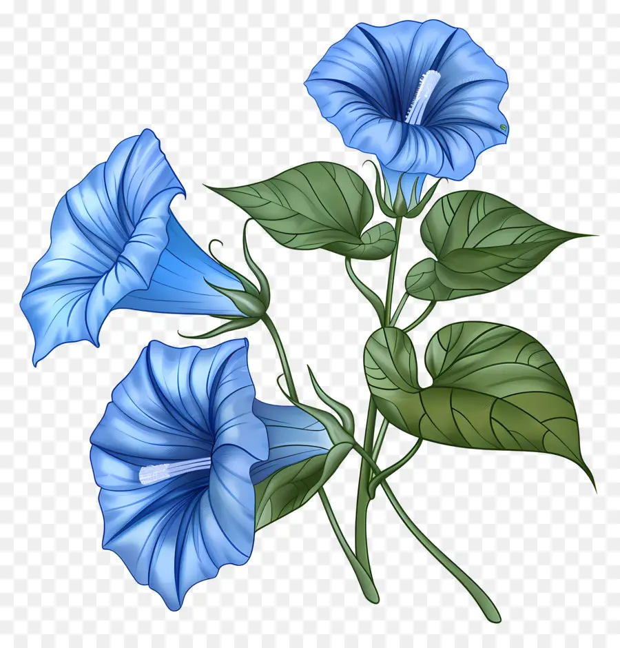 Flor Da Corriola，Flores De Glória Da Manhã Azul PNG