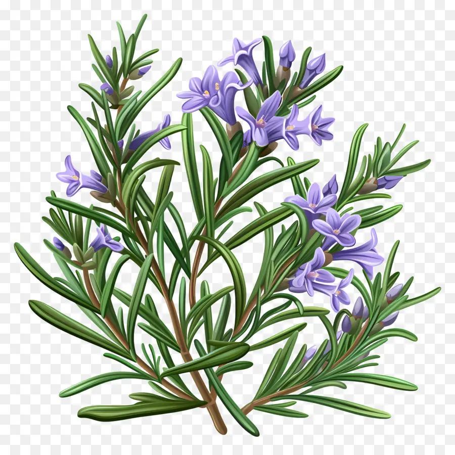 Alecrim，Flores Azuis PNG