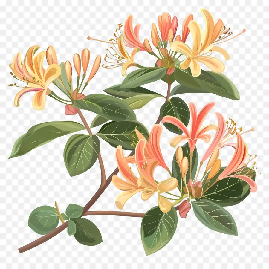 Flores De Madressilva，Planta PNG
