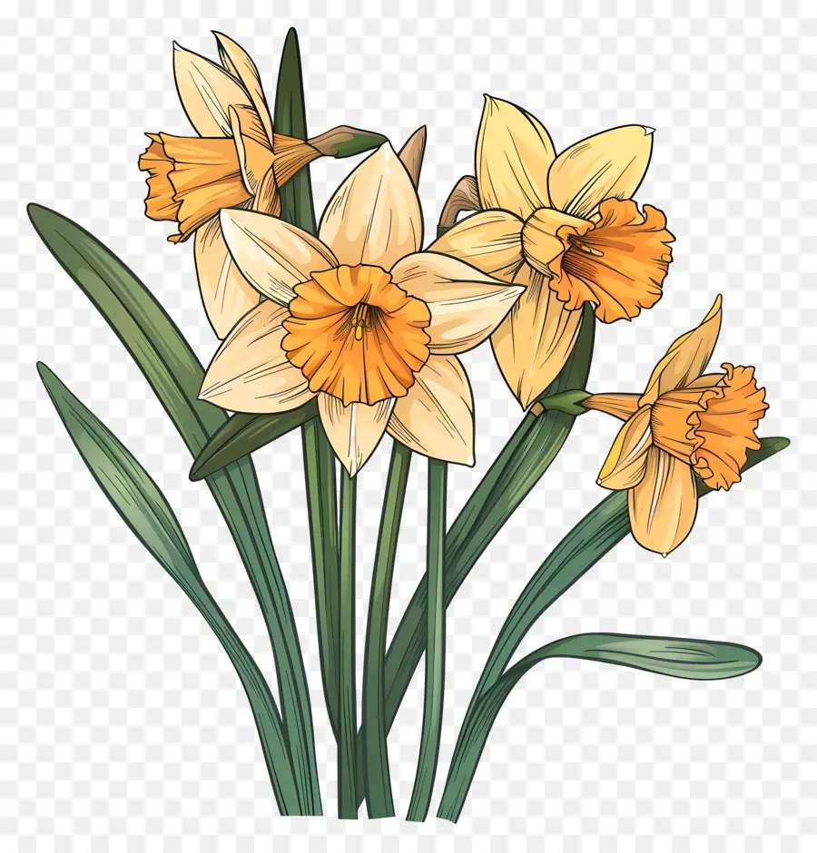 Flores De Narcisos，Narcisos PNG