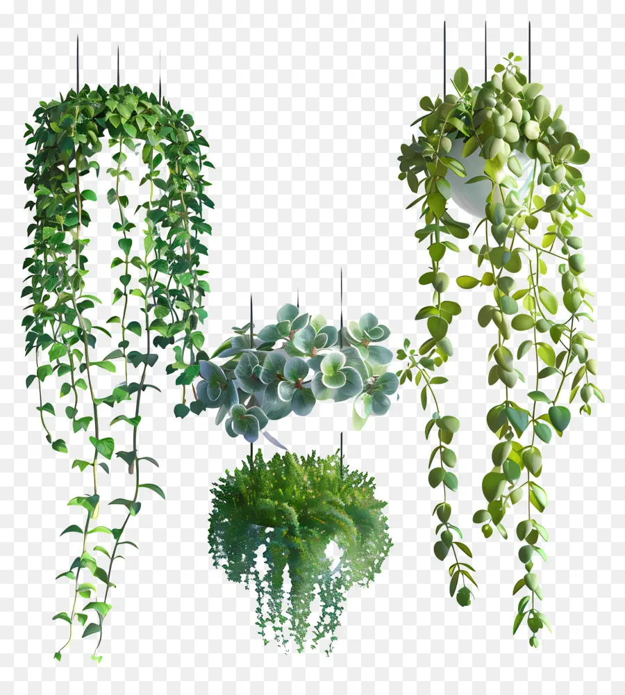 Plantas Penduradas，Plantas De Interior PNG