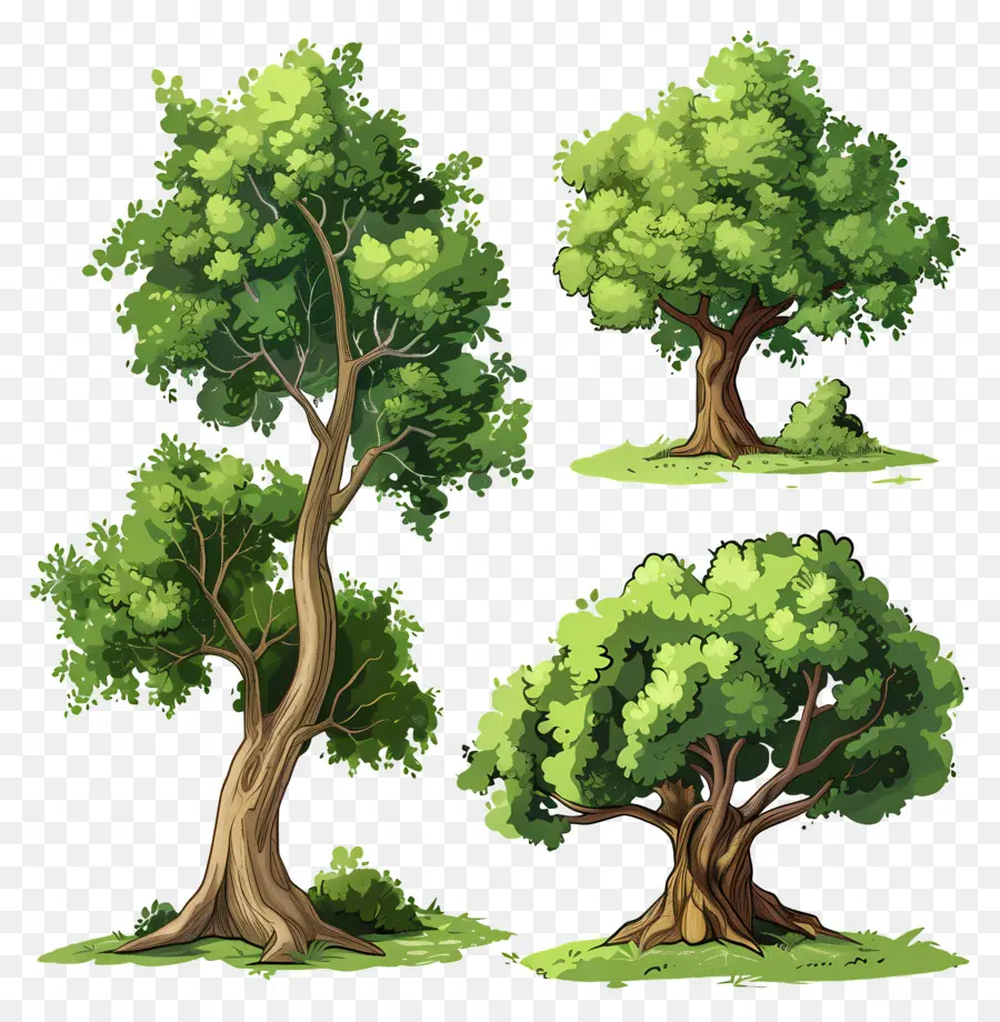 árvores，Natureza PNG