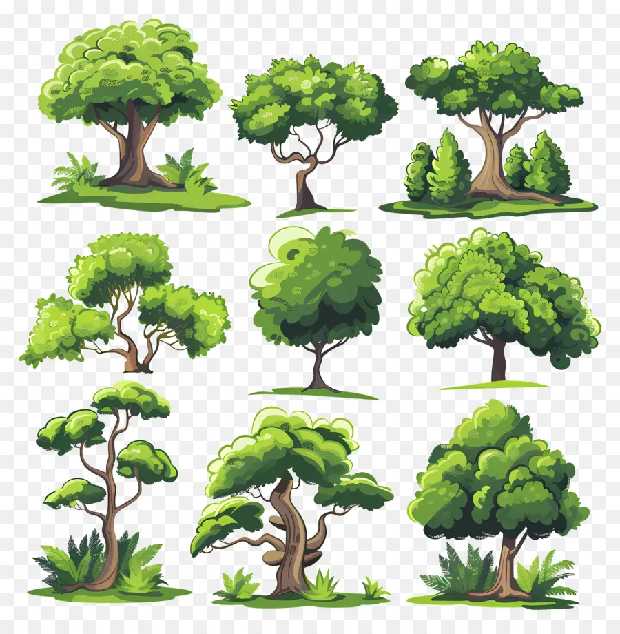 árvores，Carvalho PNG