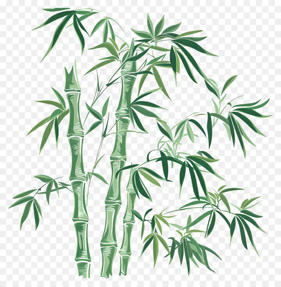 Bambu，árvore De Bambu PNG