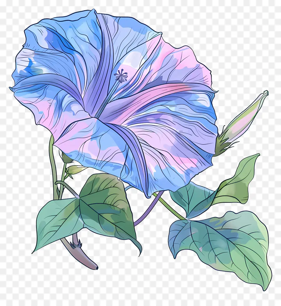 Flor Da Corriola，Glória Da Manhã Azul PNG