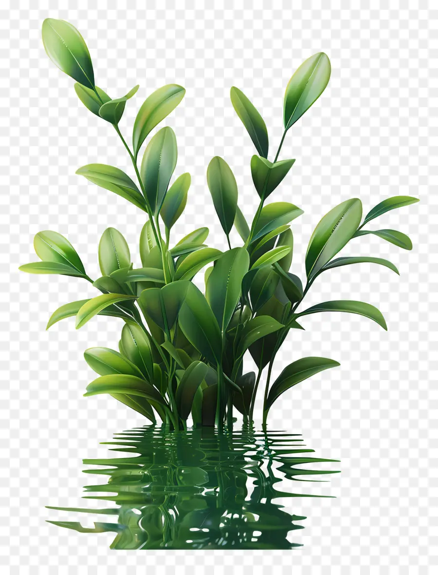 Plantas De água，Planta Verde PNG