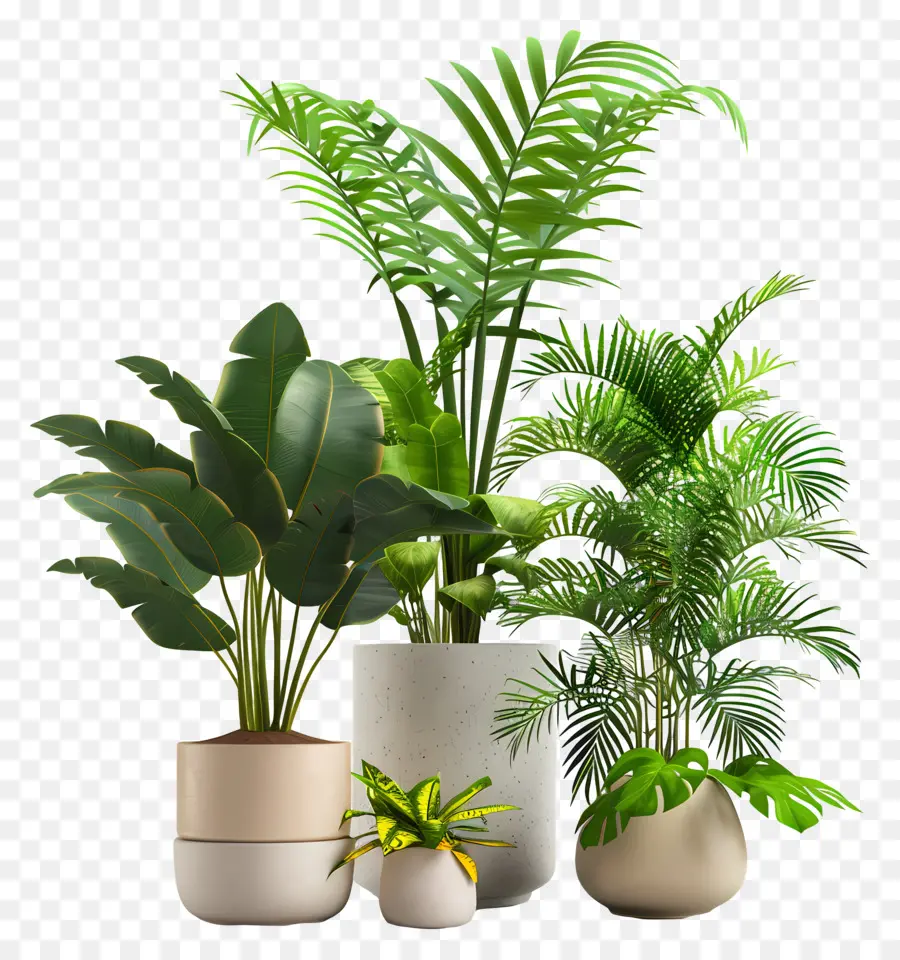Plantas De Interior，Vasos De Plantas PNG