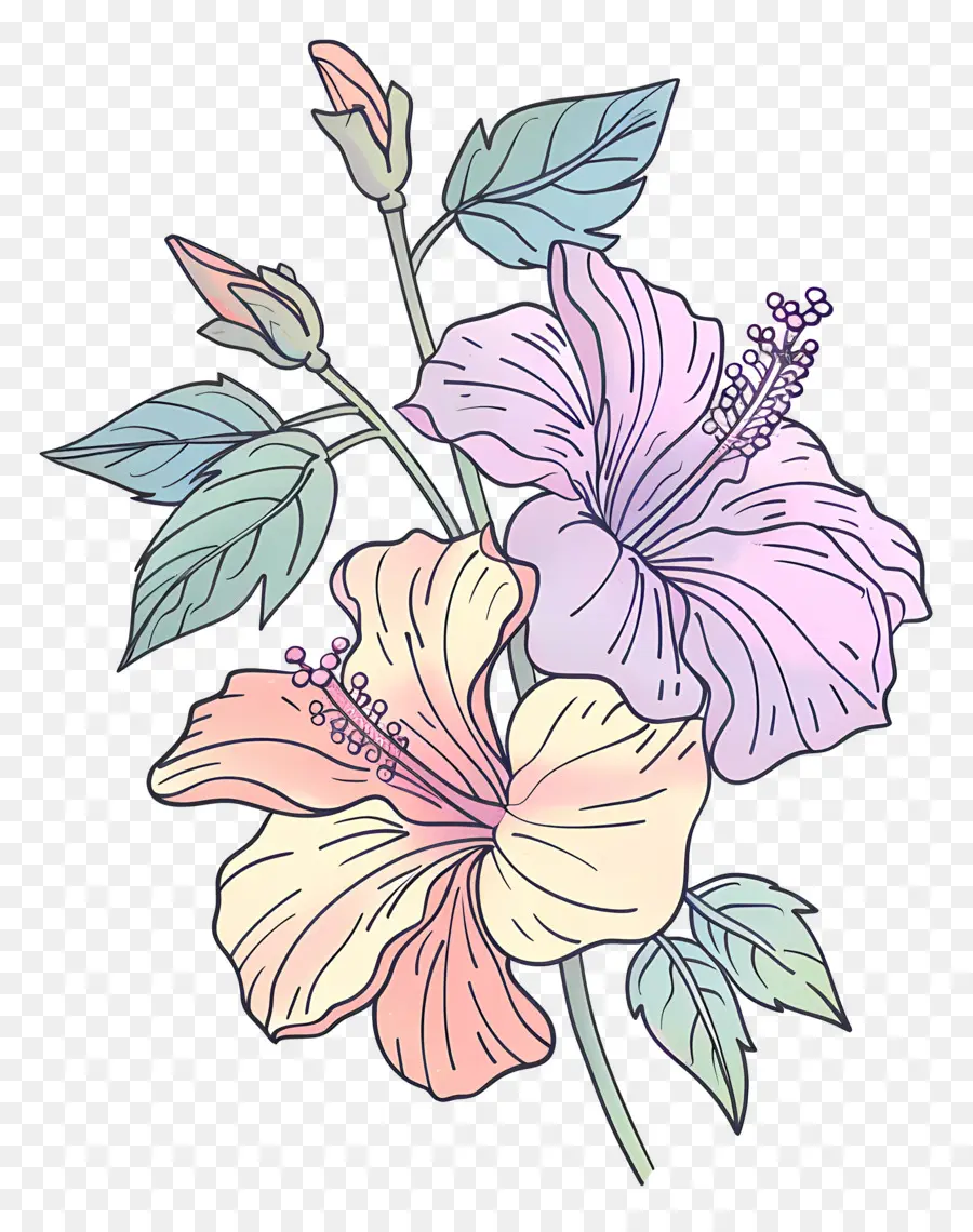Hibiscus，Flores De Hibisco PNG