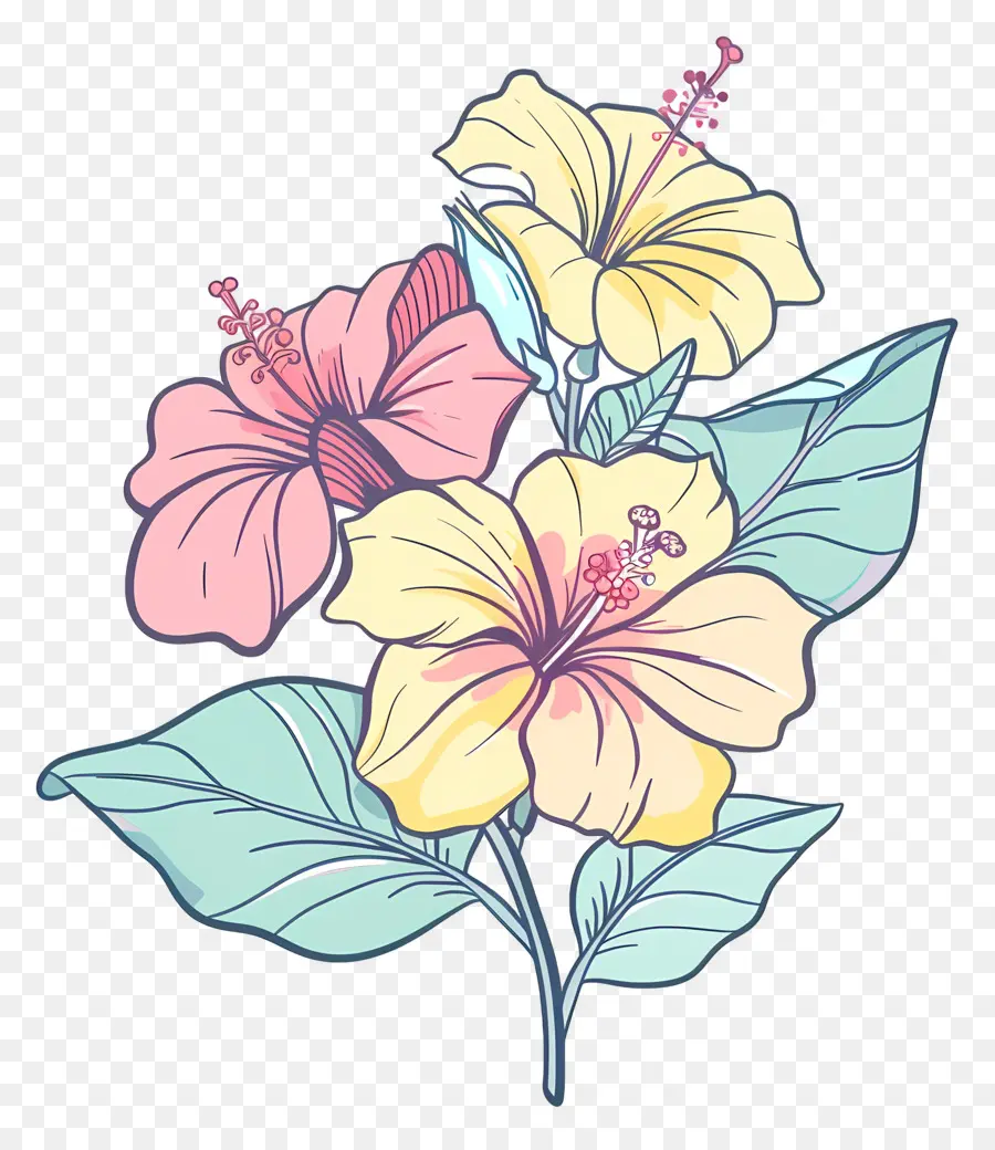 Hibiscus，Flores PNG