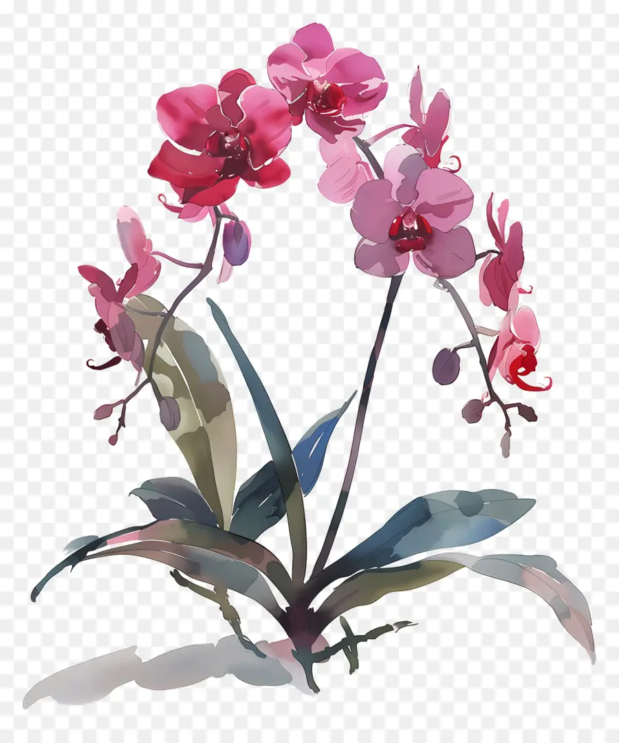 Orquídea De Ciência Agrícola De Shenzhen，Cor De Rosa Orquídea PNG