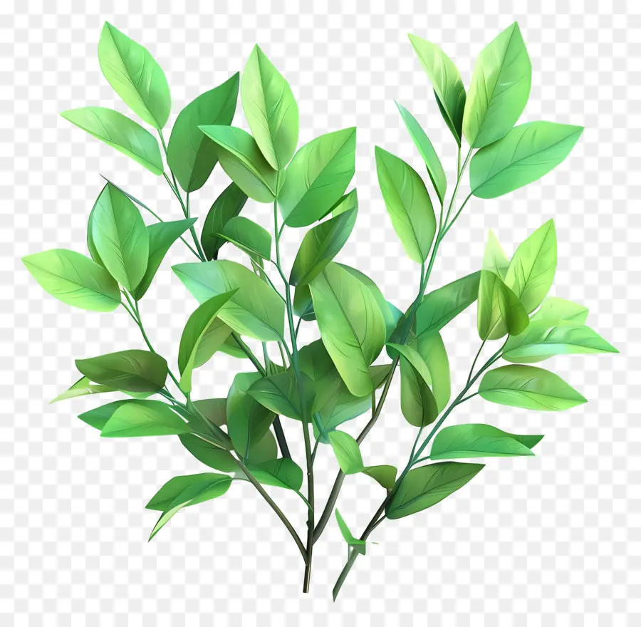 Plantas Verdes，Planta PNG