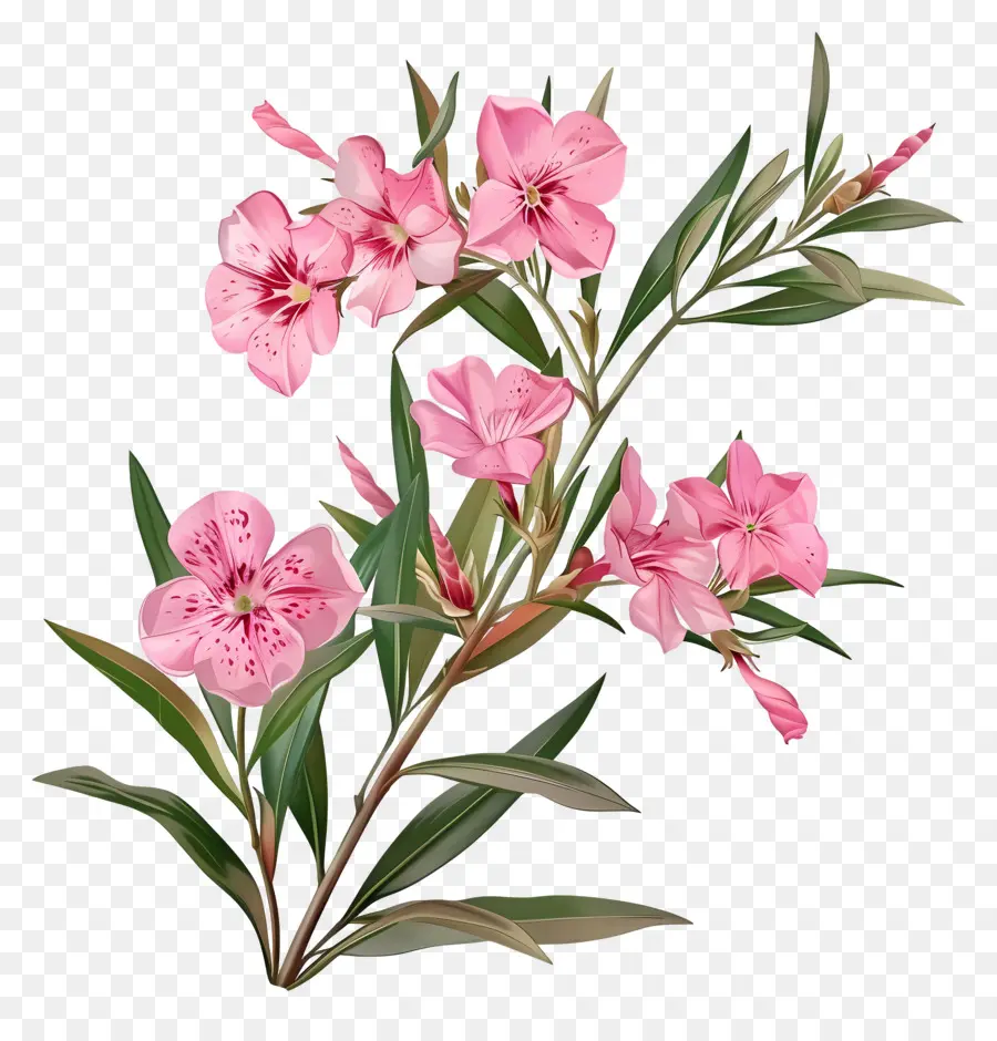 Oleander，Flores Cor De Rosa PNG