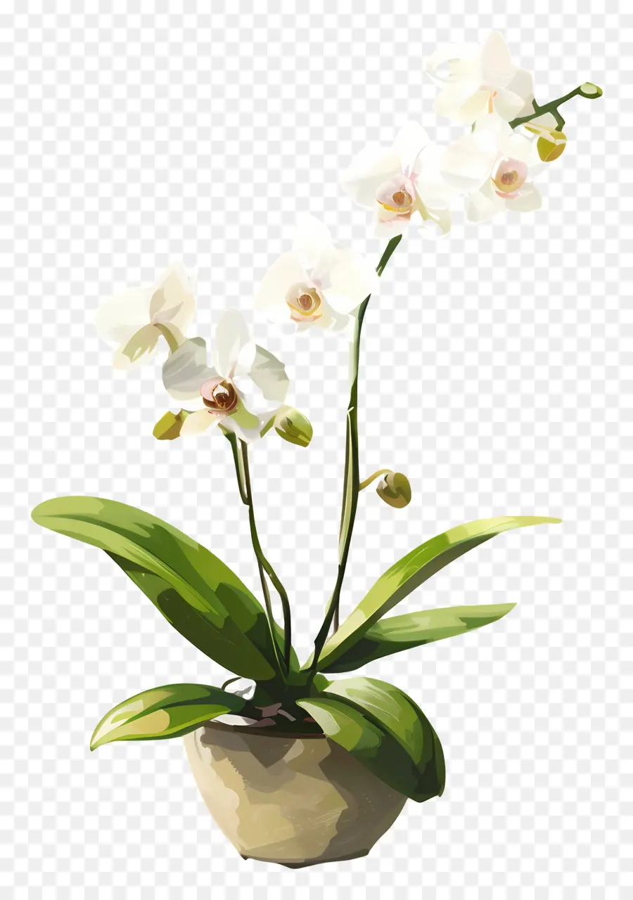 Orquídea De Ciência Agrícola De Shenzhen，Planta De Orquídea Branca PNG