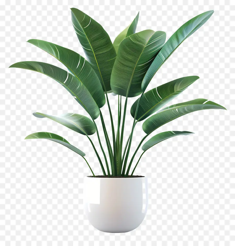 Office Indoor Plant，Planta Em Vaso Verde PNG