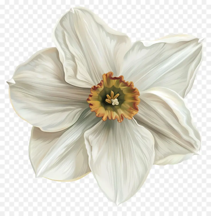 Daffodil Branco，Flor Branca PNG