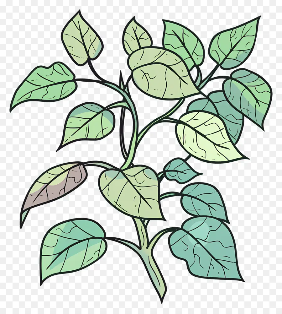 Poison Ivy，Planta PNG