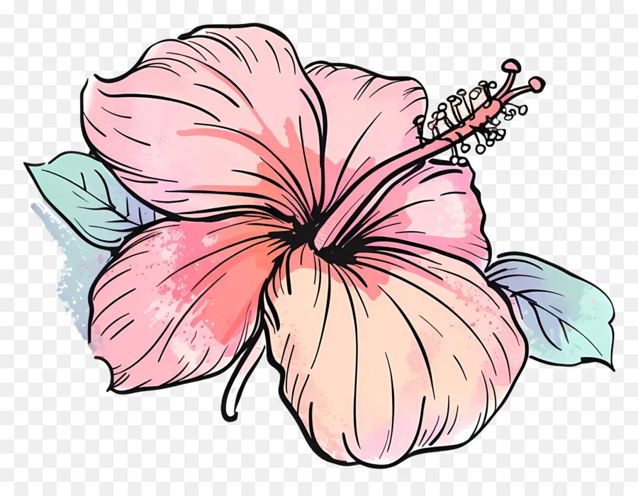 Hibiscus，Flor De Hibisco PNG