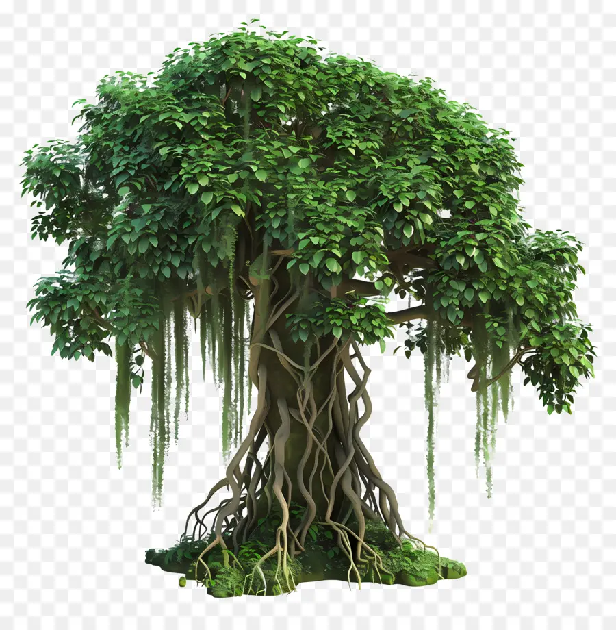 Árvore Da Floresta Tropical，árvore Verde PNG