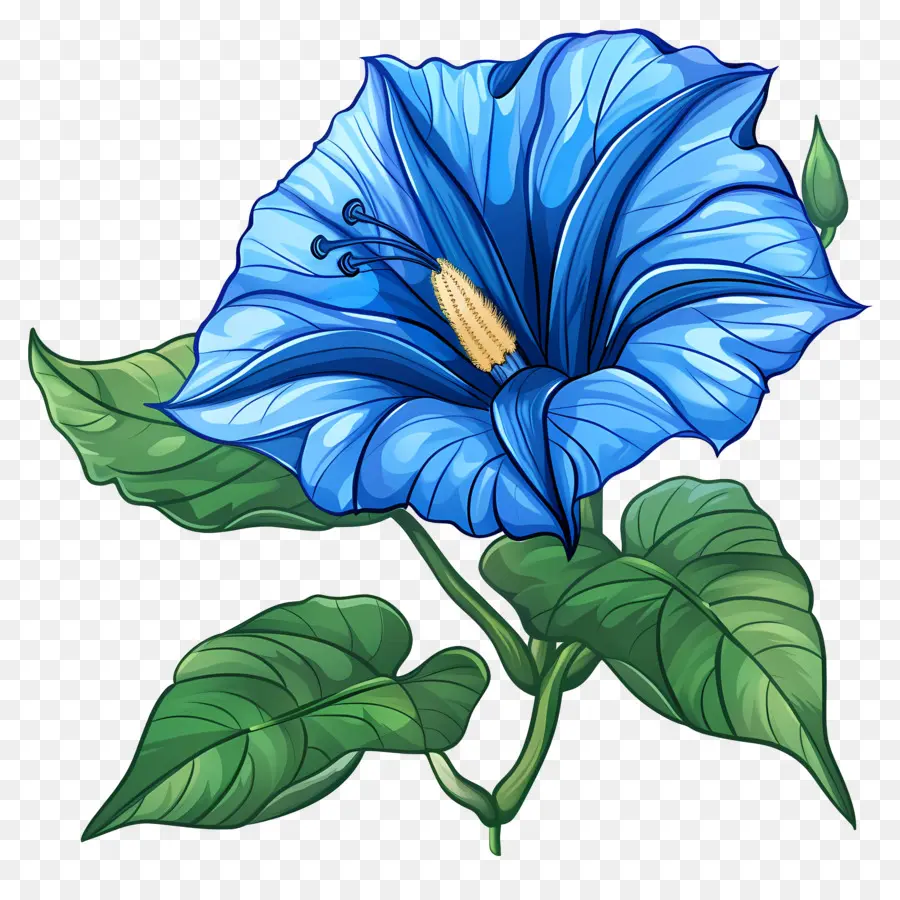 Flor Da Corriola，Flor Azul PNG