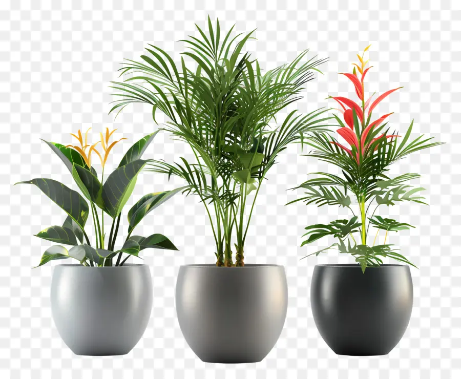 Plantas De Interior，Modelos 3d PNG