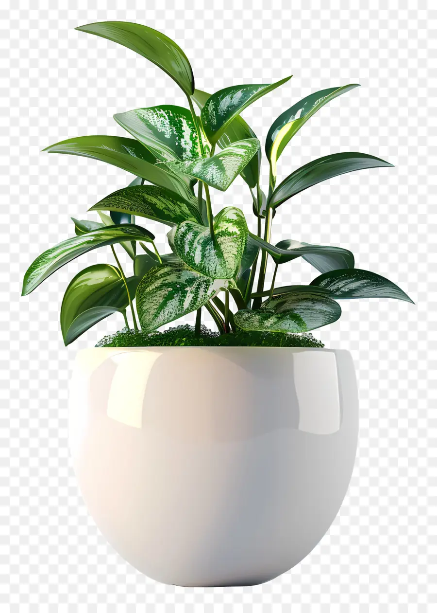 Pequena Planta Interna，Vaso De Flores De Cerâmica PNG