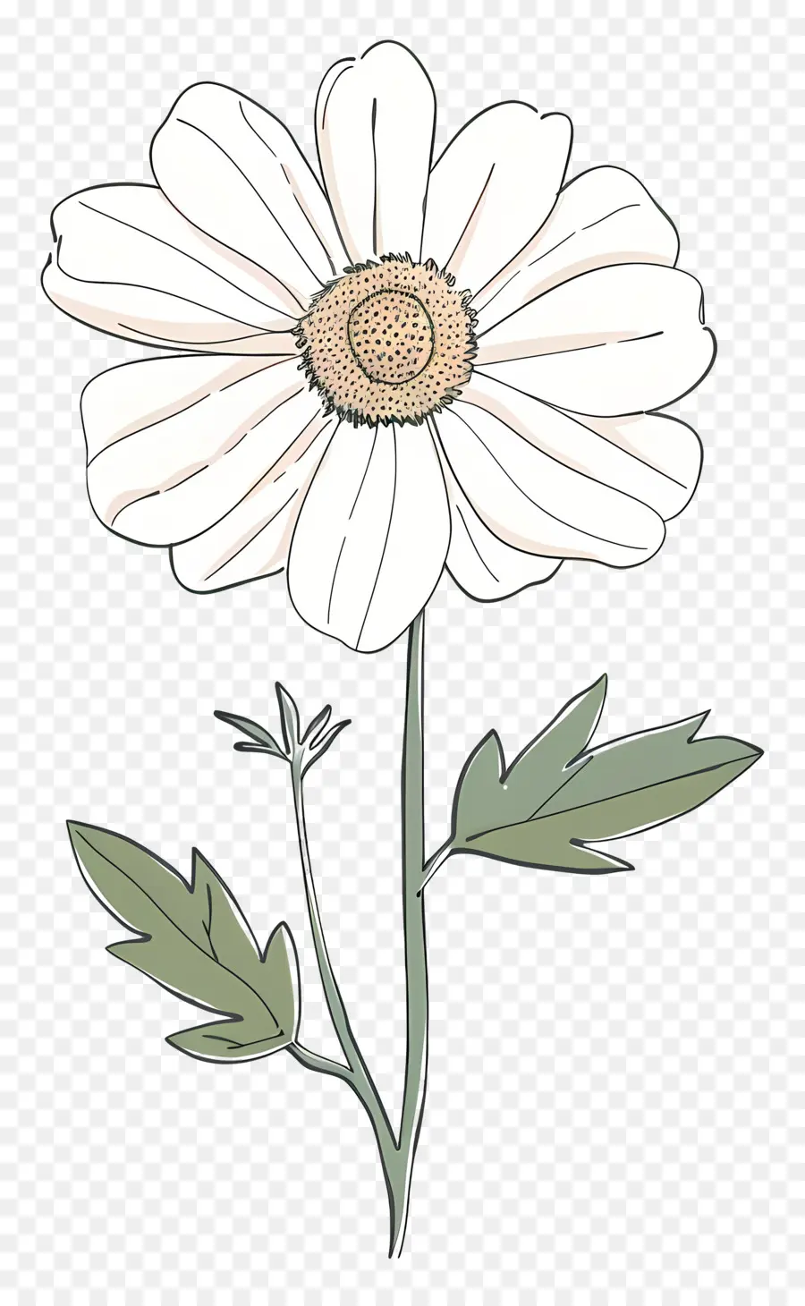 Flor Branca，Margarida Branco PNG