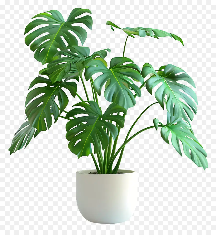 Monstera Plant Inoso，Plantas De Interior PNG