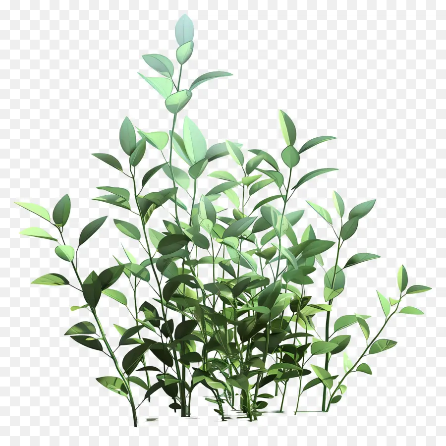 Plantas Verdes，Bush PNG