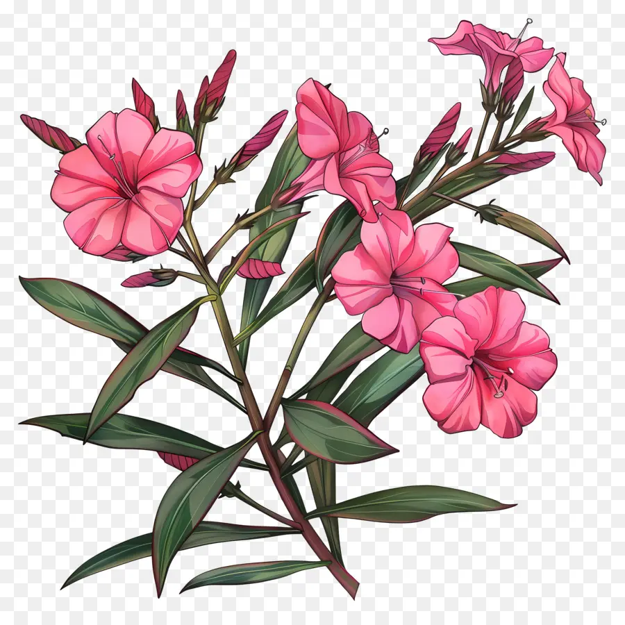 Oleander，Flores Cor De Rosa PNG