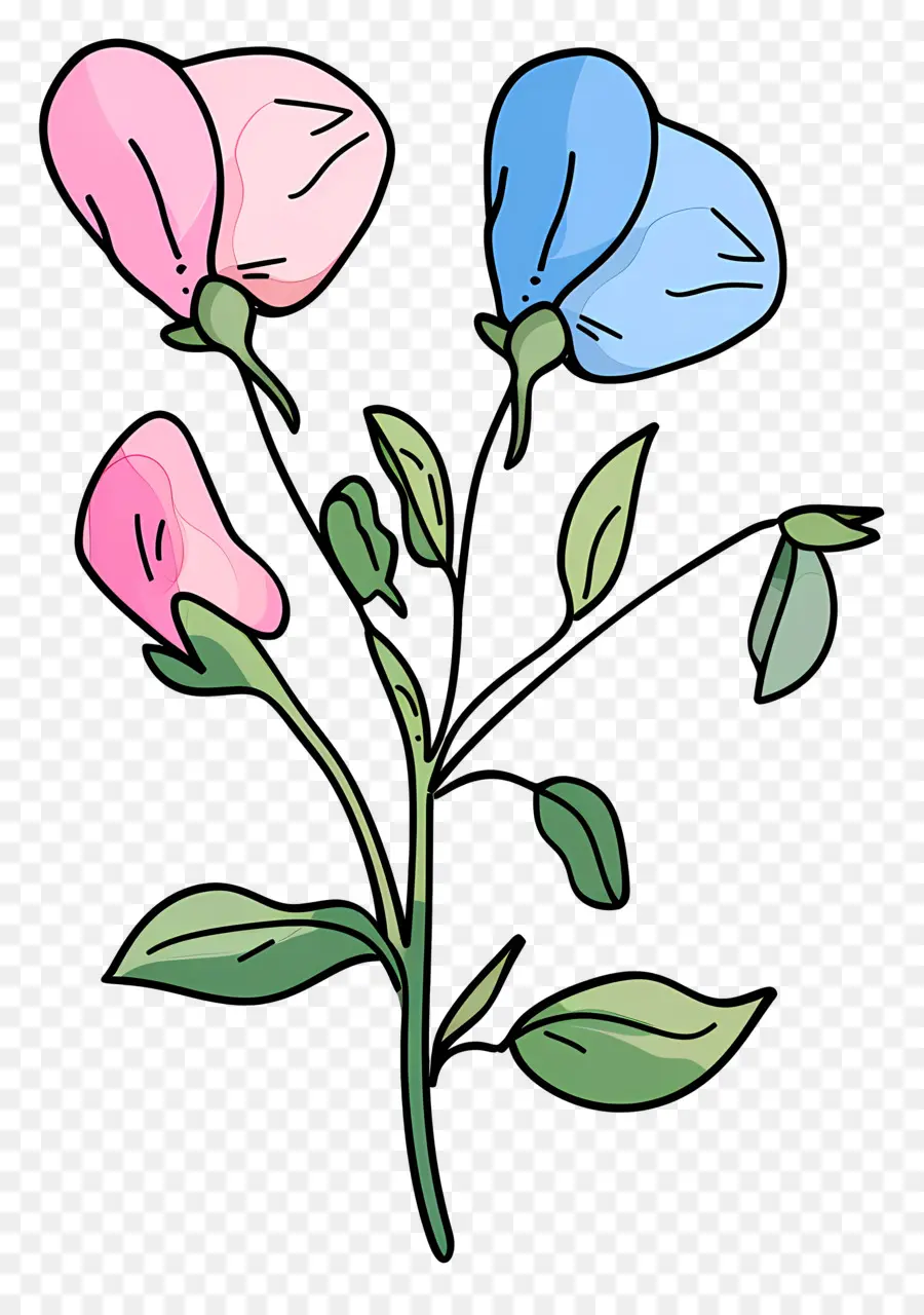 Ervilha De Cheiro，Flores Rosa E Azul PNG