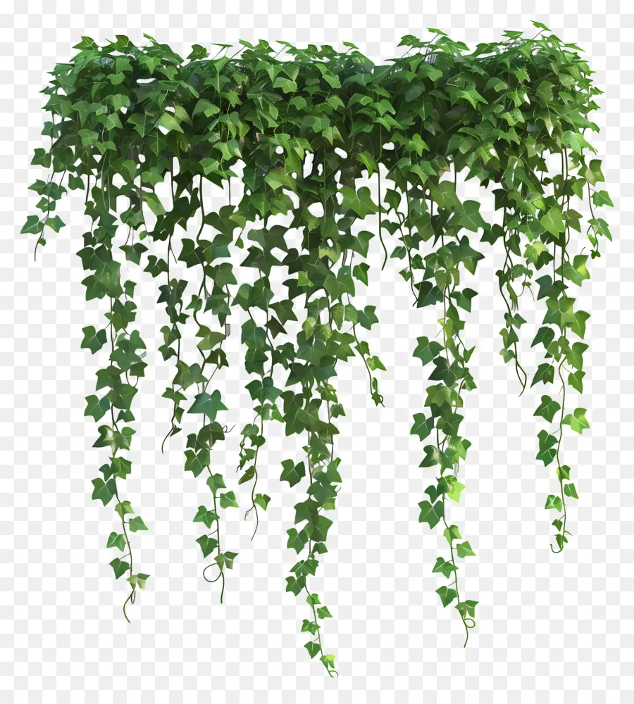 Plantas Suspensas De Hera，Vinhas PNG