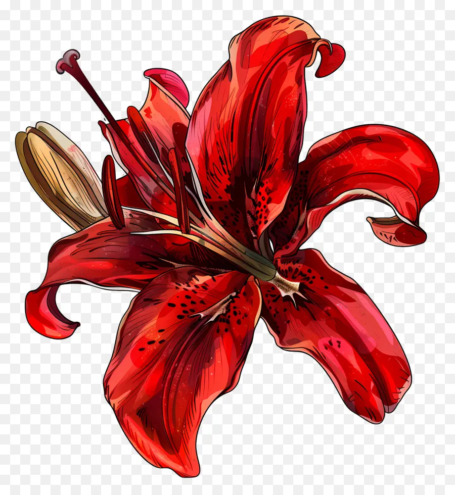 Lírio Vermelho，Simbolismo Da Flor PNG