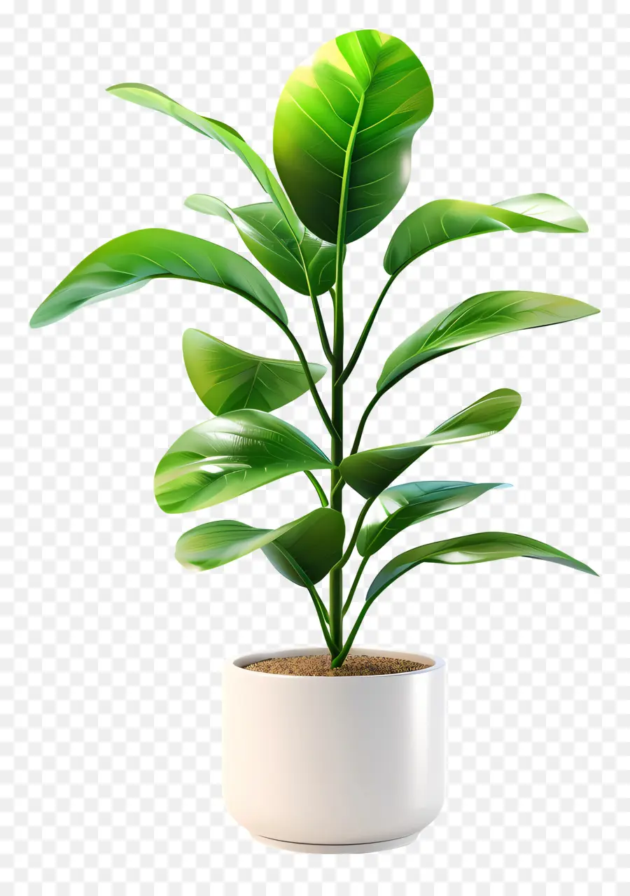 Pequena Planta Interna，Planta Interna PNG